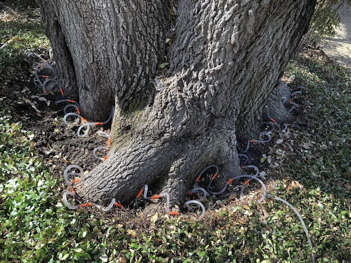 Detailed Tree Cabling and Bracing job site in Belle Mina