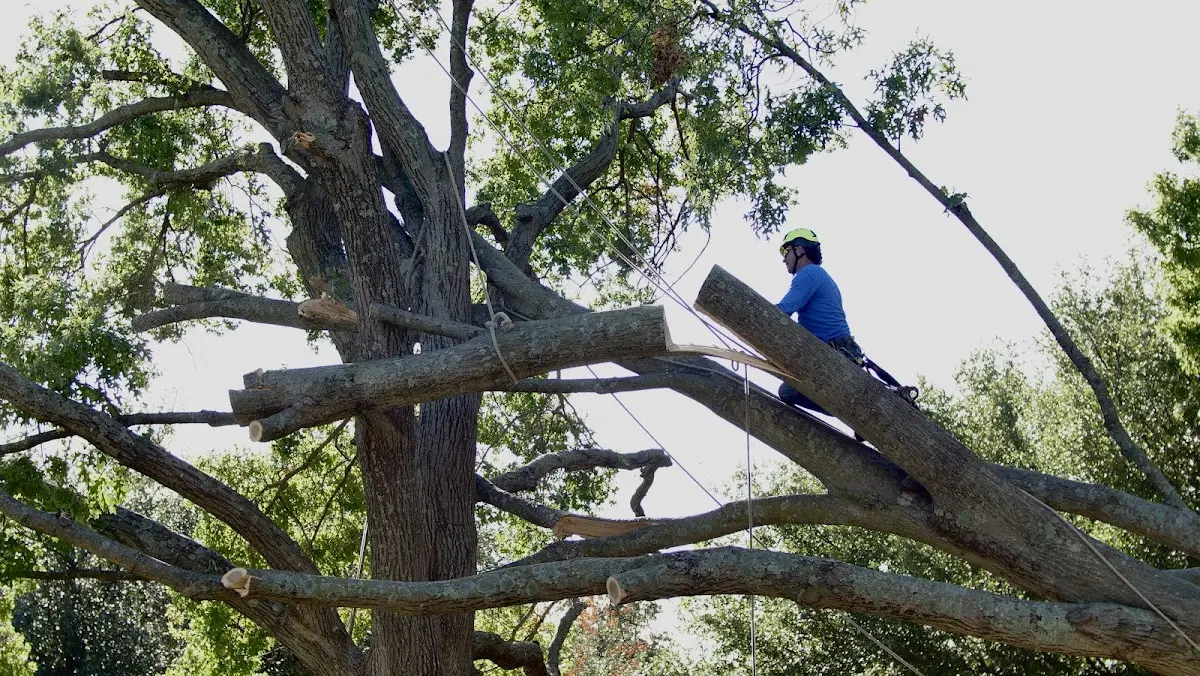 Professional Hazardous Tree Removal performed by certified arborists in Belle Mina