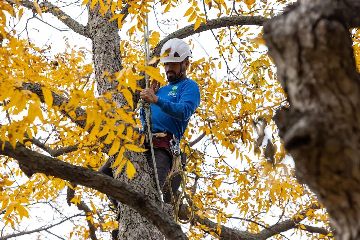 Skilled Tree Pruning crew working in Belle Mina