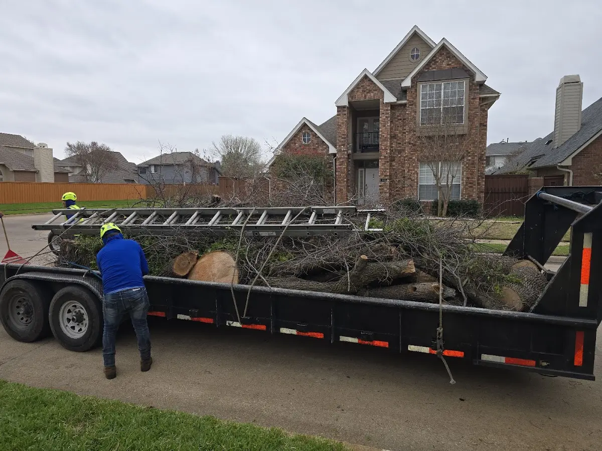 Expert Tree Fertilization with proper safety equipment in Belle Mina